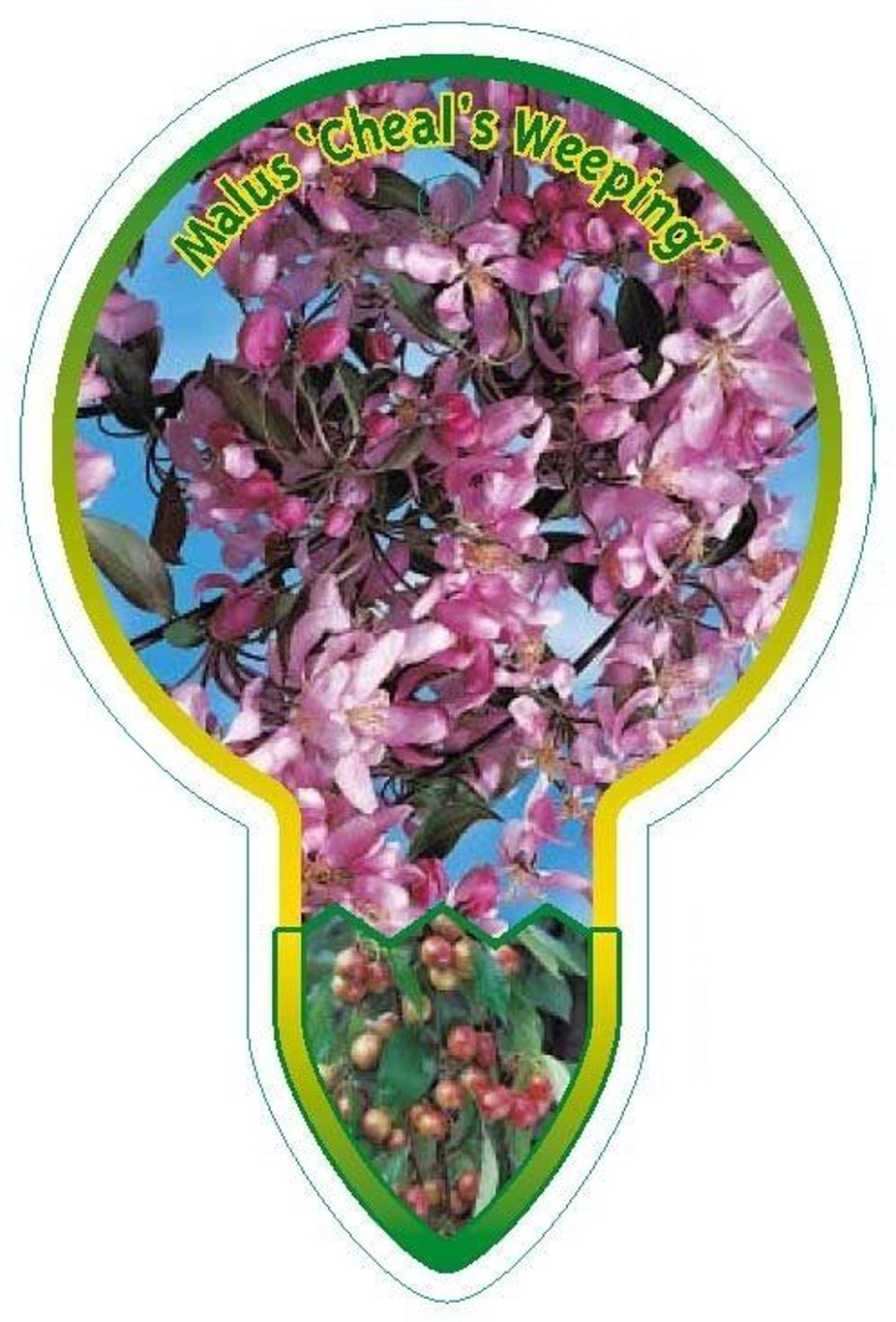 Malus 'Cheal's Weeping' - 120 CM Stem C7.5